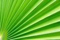 Palm Royalty Free Stock Photo