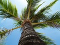 Palm. Royalty Free Stock Photo