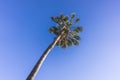 Palm against blue sky. California dreamin