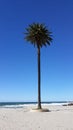 Palm against blue sky