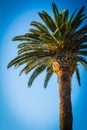 Palm against the blue sky