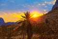 Palm against mountains