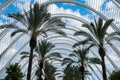 Palm alley in beautiful garden in Valencia