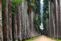 The Palm alley in The Botanical Garden in Rio de Janeiro