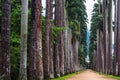 The Palm alley in The Botanical Garden in Rio