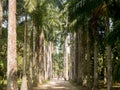 The Palm alley in The Botanical Garden in Rio de Janeiro