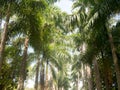 The Palm alley in The Botanical Garden in Rio de Janeiro