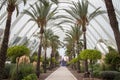 Palm alley in the City of Arts and Sciences