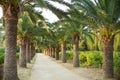 Palm Alley Royalty Free Stock Photo