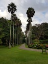 Palm Alley in the park