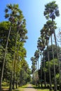 The palm Alley at the Peradeniya Botanical garden, Sri Lanka