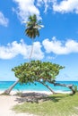 Palm and another small tree on amazing beautiful tropical beach Royalty Free Stock Photo