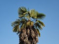Palm areaceae tree Royalty Free Stock Photo