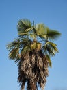 Palm areaceae tree Royalty Free Stock Photo