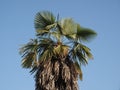 Palm areaceae tree Royalty Free Stock Photo