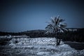 Palm in Armageddon, Israel