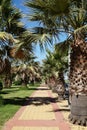Palm Avenue in Isla Canela Spain