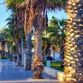 Palm Avenue, israel