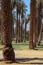 Palm avenue in the oasis