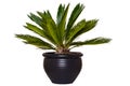 Palm background. Closeup of a palm in a decorative black ceramic pot isolated on a white background Royalty Free Stock Photo