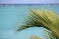 Palm on a background of turquoise water