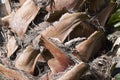 Palm bark detail Royalty Free Stock Photo