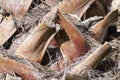 Palm bark detail Royalty Free Stock Photo