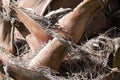 Palm bark detail Royalty Free Stock Photo