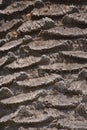 Palm bark Royalty Free Stock Photo