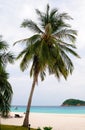 Palm on the beach