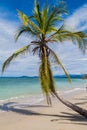 Palm on a beach in Cahuita National Park, Costa Ri