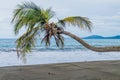 Palm on a beach in Cahuita National Park, Costa Ri Royalty Free Stock Photo