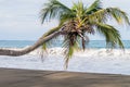 Palm on a beach in Cahuita National Park, Costa Ri Royalty Free Stock Photo