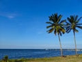 palm on a beach with grassland at summer Royalty Free Stock Photo