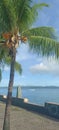 Palm beach sky blue morning light tropical view vibes fragrance