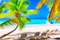 Palm beach on tropical idyllic paradise Island. Vacation and travel concept. Sunbeds and Palms, Saona Island, Dominican Republic Royalty Free Stock Photo