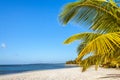 Palm beach Royalty Free Stock Photo