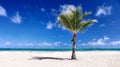 Palm and beach