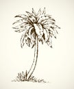 Palm on beach. Vector drawing