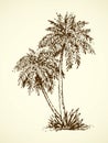 Palm on beach. Vector drawing