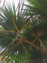 Palm, beautiful of green tropical leaves fordifferent design