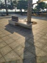 Palm and bench, Seeb beach park, Muscat, Oman