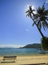 Palm and bench on tropical beach with blue water