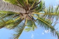 Palm on a blue clear sky