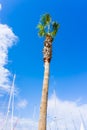 Palm on blue sky. musts view Royalty Free Stock Photo