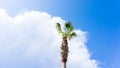 Palm on blue sky. musts view tree Royalty Free Stock Photo