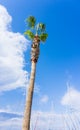 Palm on blue sky. musts view tree Royalty Free Stock Photo