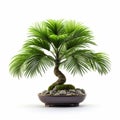 Palm Bonsai: Exquisite Miniature Trees For Serene Indoor Decor Royalty Free Stock Photo