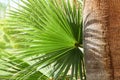 Palm Brahea edulis Royalty Free Stock Photo