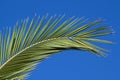 Palm branch Royalty Free Stock Photo